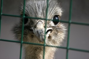 Ostrich_Stuck