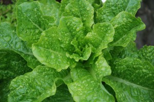 Lettuce