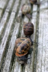 Snail_Race