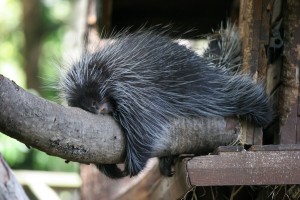 Tree_Porcupine(Lazy)