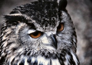 European_Eagle_Owl(Trust)