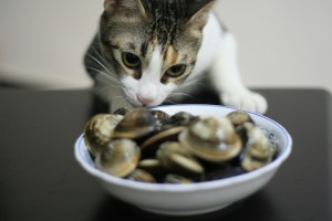 Hungry_Cat