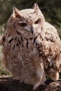 Pharaoh_Eagle_Owl