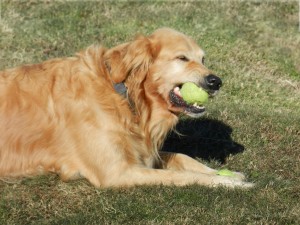 Tennis_Ball(DogsMouth)
