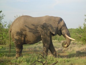 Elephant