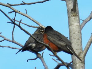 Robins(Secret)