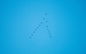 flock_of_birds