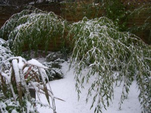 Bamboo(Snow)