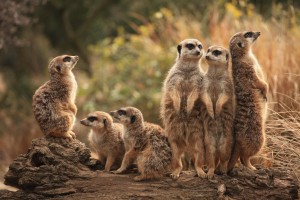 Meerkat_Family