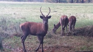 Deer_Noticing