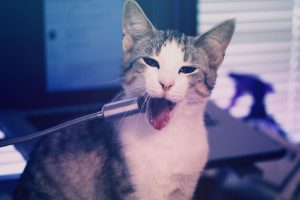 Singing_Cat